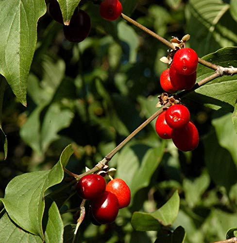 Kornelkirsche Jolico 40-60cm - Cornus mas - lebende Gartenpflanze aus den Baumschulen