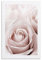 MDCRADI Poster, Motiv: Altrosa Rose, Wohnzimmer, Schlafzimmer, Dekoration, moderne ästhetische Wandkunst, Poster, Geschenk für Freunde, ungerahmt, 40 x 60 cm