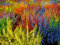Seeds Lotto di 50 Semi Bruyere Calluna callune Mix Era perenne Ground Cover