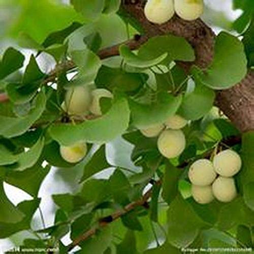 Semi 5Pcs Ginkgo Biloba albero di maidenhair Bonsai Pianta in vaso giardino della casa Decor