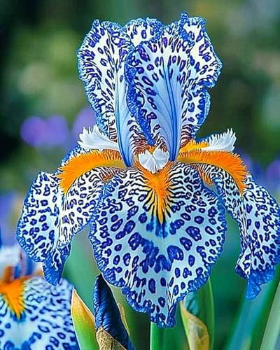 Iris Zwiebeln,Schwertlilien Winterhart Knolle Eleganz,Schwertlilien,Blumenzwiebeln,Iris Zwiebeln,Schwertlilien,Winterhart Knolle-5Zwiebeln-d