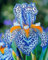 Iris Zwiebeln,Schwertlilien Winterhart Knolle Eleganz,Schwertlilien,Blumenzwiebeln,Iris Zwiebeln,Schwertlilien,Winterhart Knolle-5Zwiebeln-d