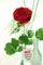Rote Rose mit Schleierkraut und Gräsern - XXL-Blüte - Inklusive Vase und Grußkarte
