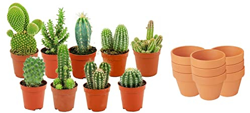 ZynesFlora Cactus Naturelles en pot de fleurs terre cuite Ø 8.1 cm - Lot de 6 - Hauteur: 5-10 cm - Mélange de Cactus Plantes Grasses Petite Variétés Diverses Plante d'Intérieur