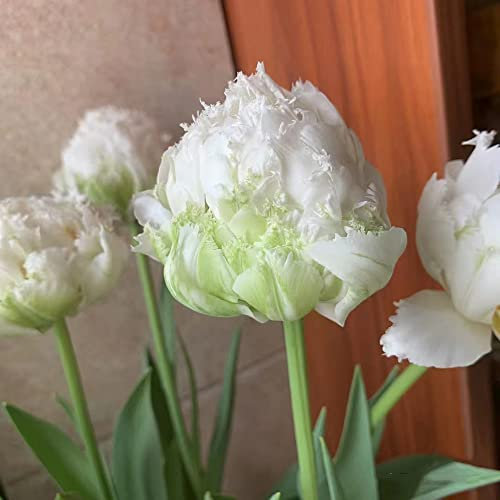 3 Stück tulpenzwiebeln winterhart mehrjährig weiß tulpen zwiebeln Hydroponik - Seltene Pflanzen serie - blumenzwiebeln frühblüher geschenke für garten pflanzen anzucht gartengeschenke