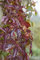 Parthenocissus quinquefolia 150-200 cm - Wilder Wein, grüne Blätter, rote Herbstfärbung, ideal für Fassadenbegrünung, pflegeleicht und winterhart