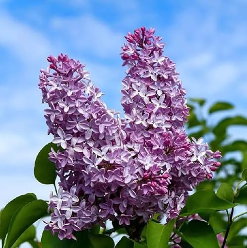 3 Common Lilac Shrubs - 12-18 Tall Live Plants - Old Fashioned Fragrant Purple Flowering Lilac Bushes - Syringa vulgaris - (3 Pack)