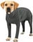 Etdane Dog Onesie Surgery Recovery Suit Prevent Shedding Hair Jumpsuits Sport Shirt Anxiety Jumpsuits Pure Gray/X-Small