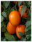 PREMIER SEEDS DIRECT - Tomato Seeds - Vivacious - 10 Seeds