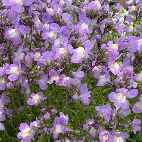 semillas de linaza, semillas de bonsái para bancales elevados linaza perenne macizo de flores con semillas orgánicas Plantas raras, decoración de sala de estar, Decoración de jardín 500pcs
