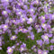 semillas de linaza, semillas de bonsái para bancales elevados linaza perenne macizo de flores con semillas orgánicas Plantas raras, decoración de sala de estar, Decoración de jardín 500pcs