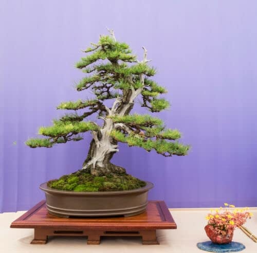 20 graines de MELEZE DU JAPON (Larix kaemperi) BONSAÏ W43 JAPANESE LARCH SEEDS