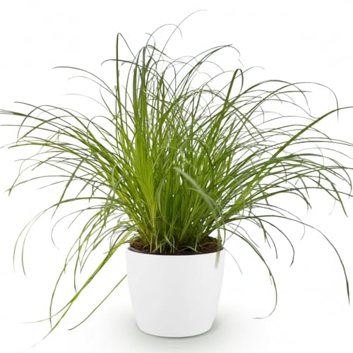 Cyperus Alternifolius Zumula Katzengras – Zimmerpflanze im weißen Topf Ø12cm Höhe20cm – Haustierfreundliche Grünpflanze – Pflegeleicht – Ideal für Wohnzimmer Büro Schlafzimmer