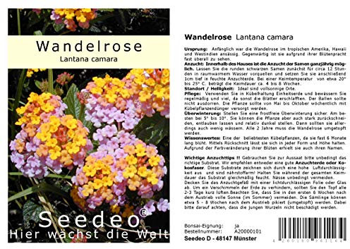 Seedeo Wandelrose (Lantana camara) 35 Samen