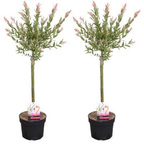 Bloomique - Lot de 2 - Salix integra 'Flamingo' - Saule panaché - Plantes de jardin - Rustiques - 60-80 cm de haut - Pot 17 cm
