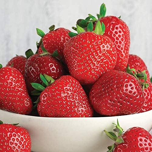 GardenersDream 10 x Strawberry Marshmello Plants - Fast Growing Bare Root Strawberry Plants - Ready to Plant Fruit Bushes for Gardens, Planters, Pots, Containers, or Baskets (5-10 cm)