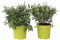 Plant in a Box - Buddleja Candy 'Petit blanc' - Buddleja davidii - Arbre à papillons rustique - Fleurs blanches - Pot 19cm - Hauteur 30-40cm
