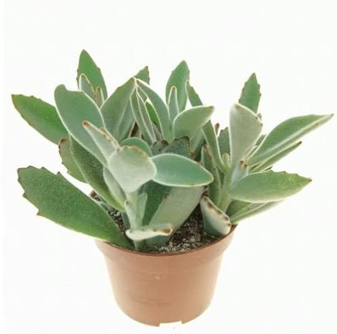 Planta Suculenta Natural Forma Orejas de Gato Kalanchoe Tomentosa