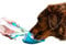 Henry Wag Water Bottle with Leaf Bowl - Convenient Solution to Providing Hydration for your Dog - 500ml Capacity (Grey)