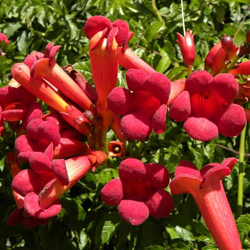 BIGNONIA ROSSA Atropurpurea Tromba d'Angelo H 100 CM vaso18 FOTO REALE AMDGarden