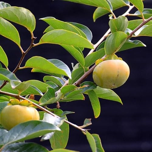 Lotuspflaume Dattelpflaume Diospyros Lotus Kaki Kakipflanze Kakibaum 2-3 Liter