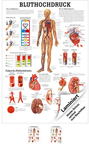 Rüdiger Bluthochdruck Anatomie Poster 70x50 cm medizinisches Lehrmittel