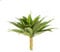 Velener Plantes artificielles d'agave artificielles pour décoration de chambre, plantes grasses d'agave artificielles sans pot pour décoration extérieure/intérieure, 56 cm