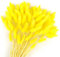 Songjum 120 Stück Getrocknete Blumen Hasenschwänze Pampasgras Natürlicher Kaninchenschwanz Getrockneter Blumenstrauß Pampasgras Dekor für Wohnkultur Boho Zuhause Dekoration Blumenarrangements（Gelb）