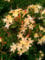 duftende Garten Azalee Rhododendron viscosum Lemon Drop 40-50 cm hoch im 5 Liter Pflanzcontainer