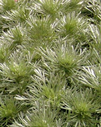 Wermut Absinth mehrjährig Höhe bis 90 cm Samen