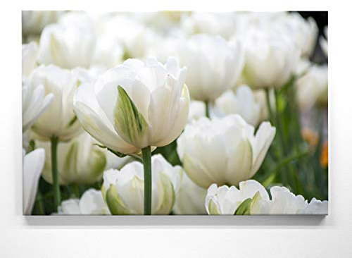 Ein Wunderschönes Blumen-Bild, Tulpe weiß - als großes XXL Leinwand-Bild 120x80cm. Ideal als Wandbild und Dekoration für Wohnzimmer & Schlafzimmer. Aufgespannt auf 2cm Holzrahmen