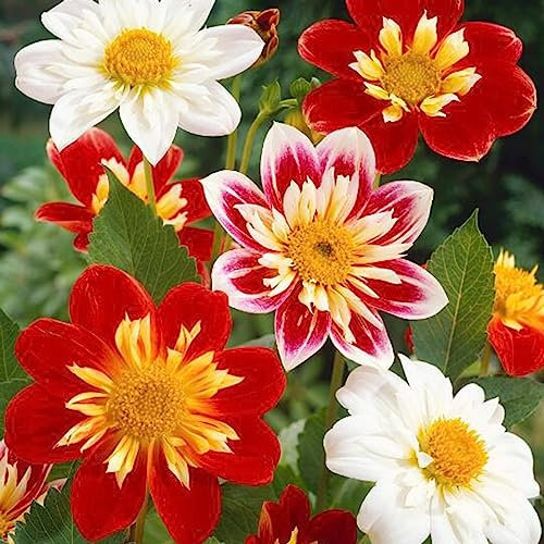 Luojuny Semillas de dalia pinnata. 50 unids/bolsa flores de colores mezclados plantas ornamentales adornos florecientes semillas de plantas para balcón Semillas de dalia pinnata
