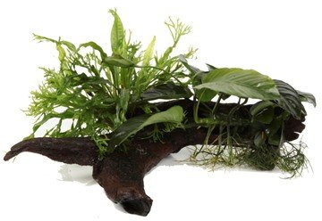 AquaPlants Microsorum & Anubias 'Duet' - size XL on wood