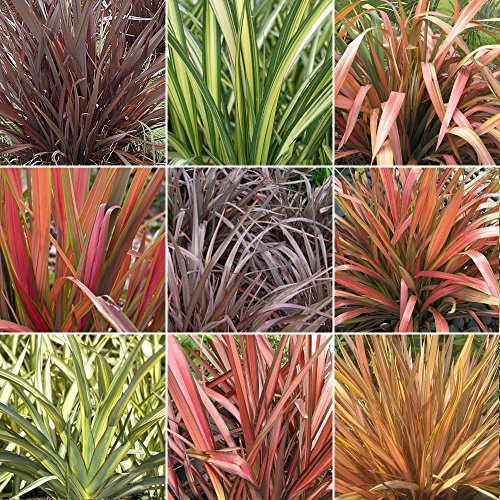 3 x Phormium Pflanzenmix - Hochwertige etablierte Pflanzen in Töpfen