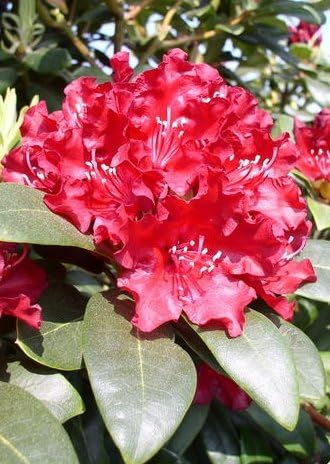 Rhododendron Hybride Sammetglut 40 cm hoch im 4 Liter Pflanzcontainer