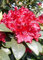 Rhododendron Hybride Sammetglut 40 cm hoch im 4 Liter Pflanzcontainer