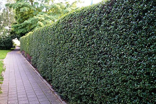 5 Stk. Liguster Atrovirens Ligusterhecke Topfware 30-50 cm hoch - Ligustrum vulgare Atrovirens - Garten von Ehren®