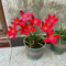 Lirio De La Lluvia,Bulbos De Lirio De Lluvia,Resistente, Planta De Bulbo,BalcóN,Planta Perenne,Hermosa,Flor De Bulbo,OrquíDea,Planta De Lirio De Lluvia-10bulbos-F
