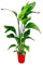 Strelitzia Nicolai – Paradiesvogelblume – Zimmerpflanze 70–90 cm – Ø17 cm – Tropische Grünpflanze für Wohnzimmer & Büro – Exotisch & pflegeleicht
