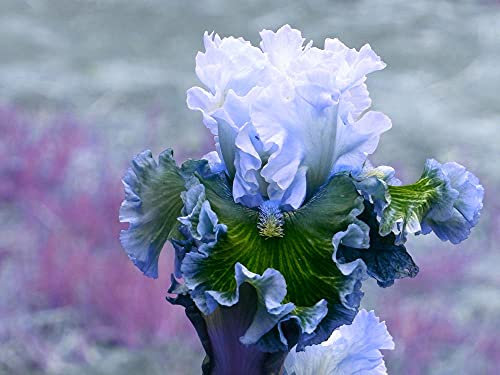 Bulbi iris,Bouquet di fiori carini che ondeggiano al vento/piante grasse particolari/Hardy fragranza floreale-1,4bulbis