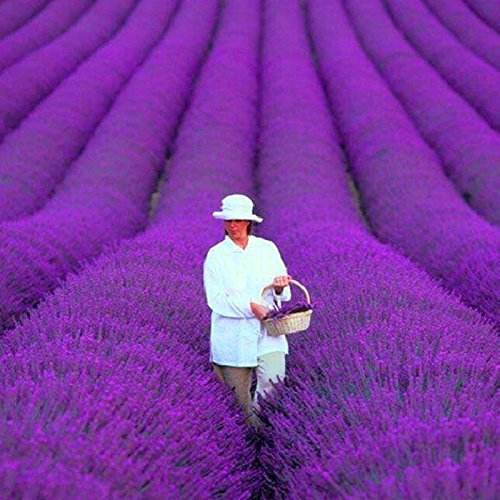 200 PC / bolso francés semillas de lavanda Provence muy fragantes semillas de lavanda orgánicos semillas de flor planta de jardín de Bonsai