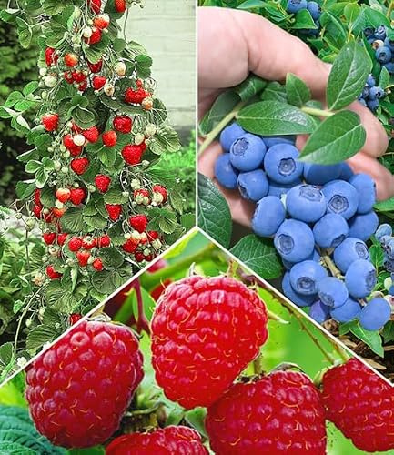 BALDUR Garten 5er Beeren Naschgarten, Pflanzen im Topf/Topfballen