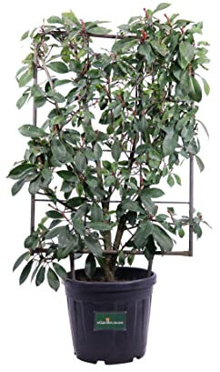 Pianta di Photinia X Fraseri Red Robin Spalliera Pianta di Fotinia Red Robin Spalliera pianta da esterno pianta con spalliera pianta ornamentale di Fotinia pianta vera venduta da eGarden.store