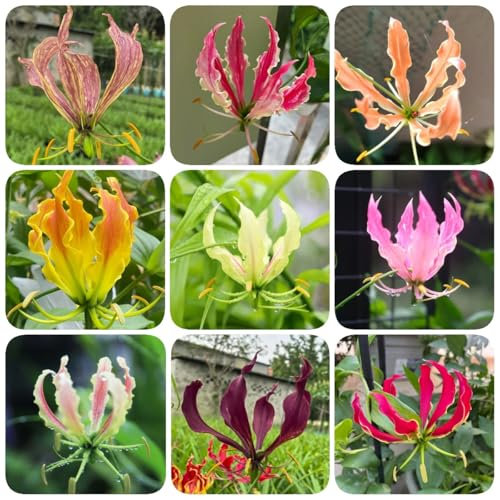 5 pcs Flammenlilien Zwiebeln kletterpflanze winterharte pflanzen Gloriosa superba, Plant Winterfeste Pflanzen Für Garten garden frühlingsblüher zwiebeln blumenzwiebeln, stauden Pflanze