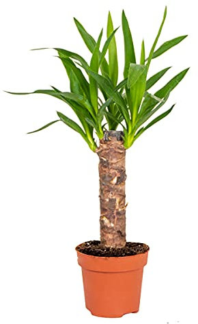 Bloomique - Yucca Elephantipes - Yucca Palme - Lirio de palma - Plantas de interior - Fácil de limpiar - Purificador de aire - Altura 30-40 cm - Maceta 12 cm