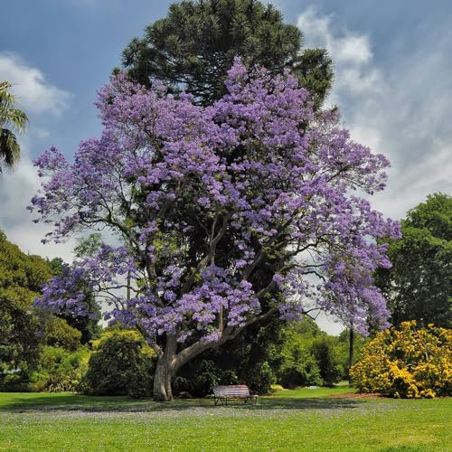 50 Pcs Jacaranda Samen, Baumsamen, Pflanzen Winterhart (Jacaranda Mimosifolia) Balkon Pflanzen Winterfest Bonsaibaum, Exotische Pflanzen Bonsai Tree, Balkonpflanzen Geschenke Für Gartenfreunde