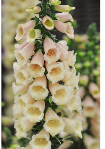 Foxglove 'Dalmatian Peach' – Compact Dwarf Plants with Apricot Blooms – Fast-Flowering Cottage Garden Perennial for Borders and Beds – Easy to Grow and Adaptable 1x 1 Litre Pot by Thompson & Morgan