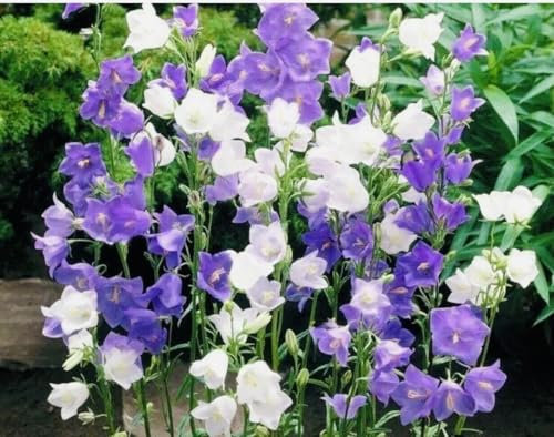Buy4seeds 100 Seeds Campanula Blue and White- Mixed Perennial Easy for Grow Garden