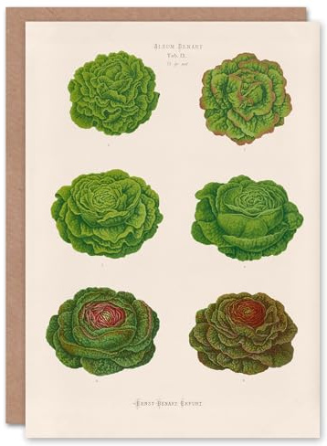 Artery8 Ernst Benary Art Card Lettuce and Cabbage Varieties