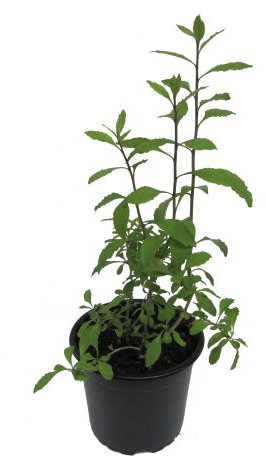 Goji Beere (Lycium barbarum)